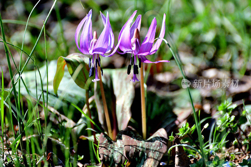 日本赤草/亚洲小鹿百合/狗牙紫罗兰:迷人的多年生花朵，优雅，下垂，淡紫色，每茎一朵
